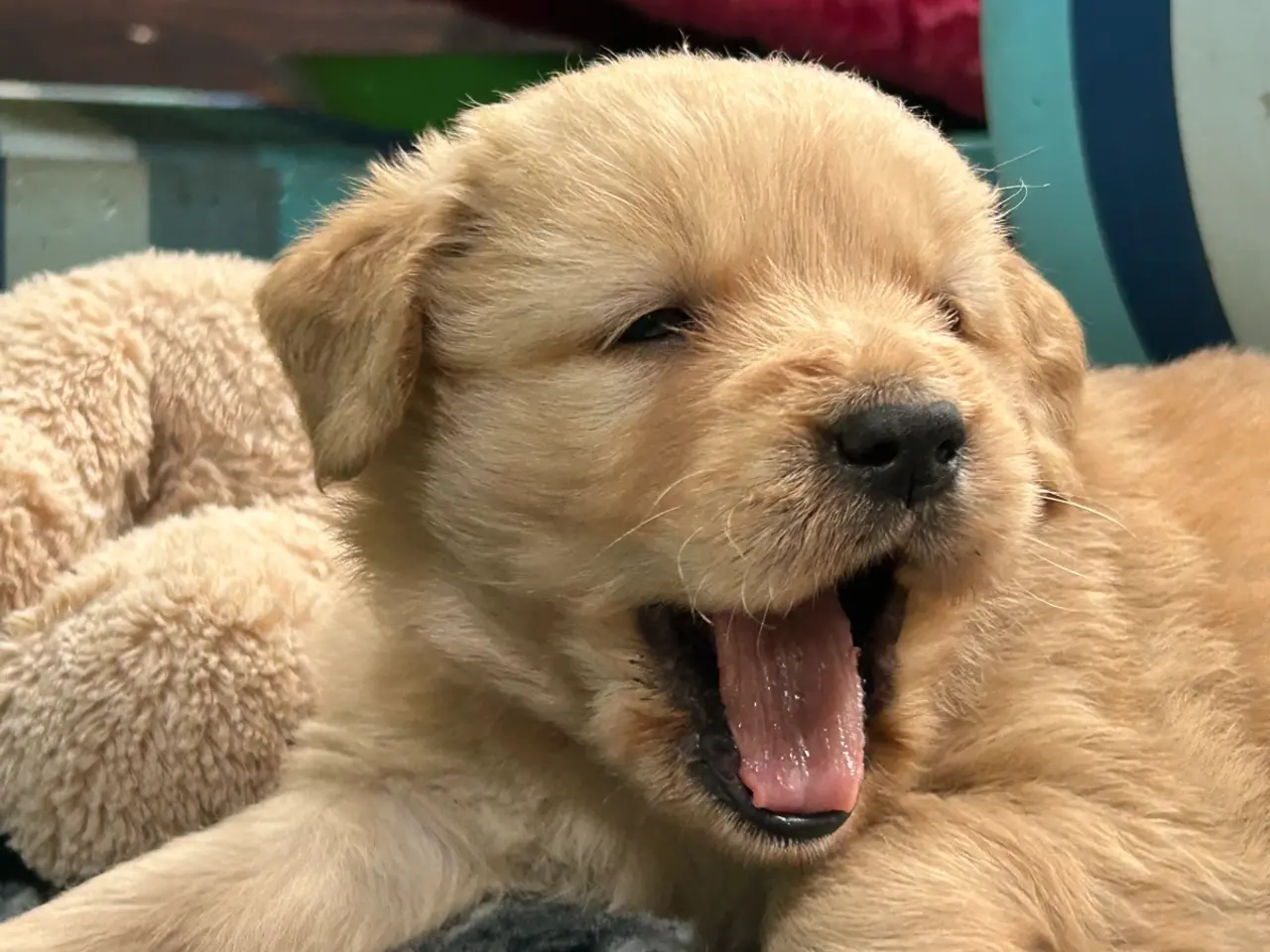Billede 7 - Golden Retriever hvalpe
