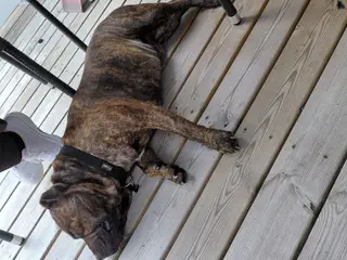 Staffordshire bulterrie