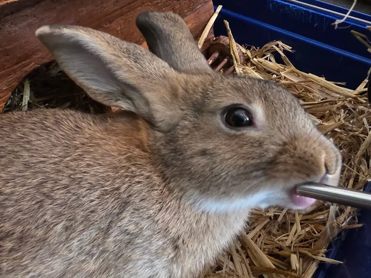 Billede 2 - Minilop Buster søger nyt hjem