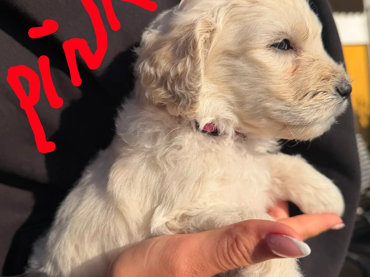 Billede 3 - Skønne Multigen Labradoodle hvalpe sælges