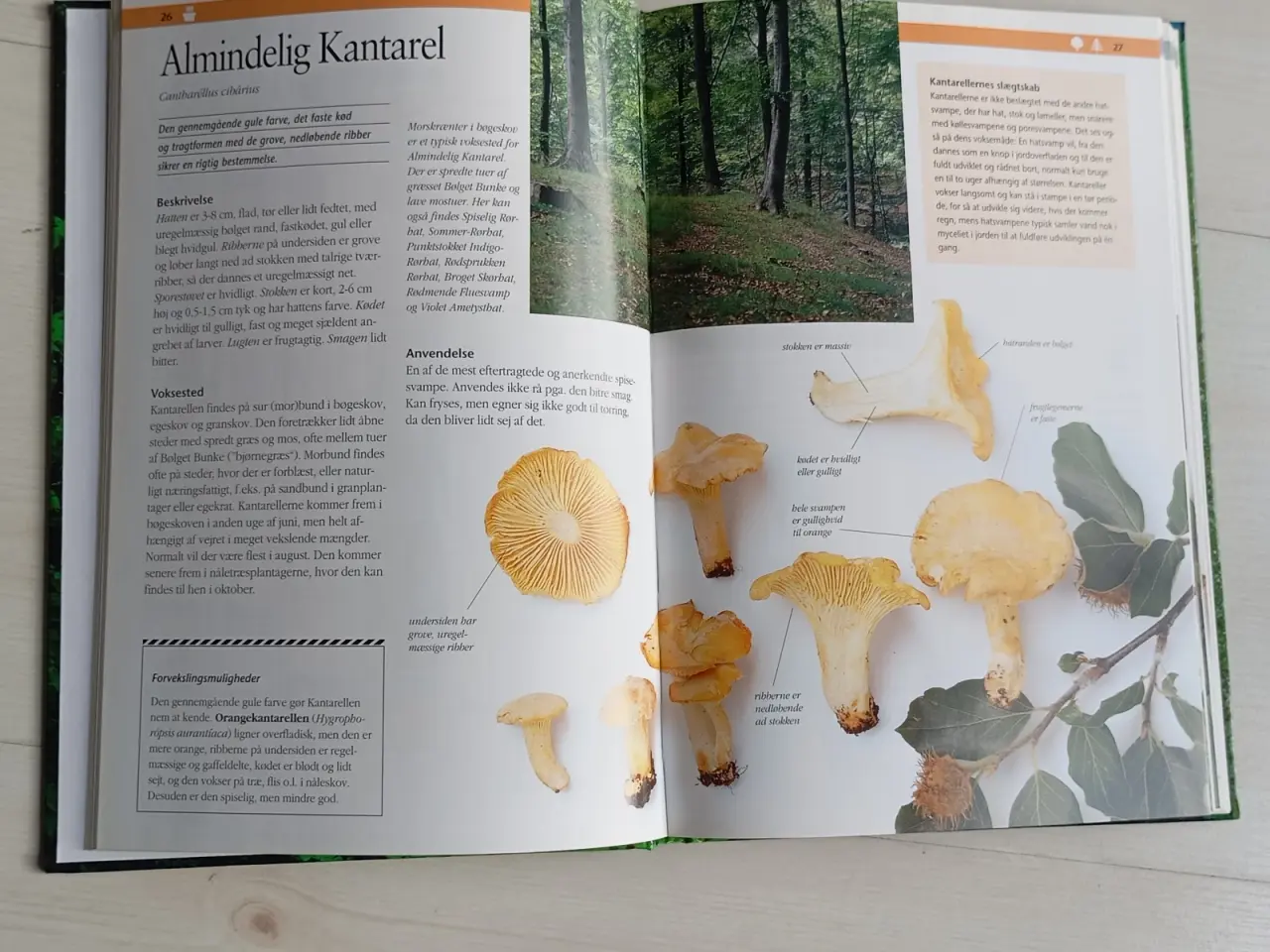 Billede 3 - Politikens Visuelle Svampebog