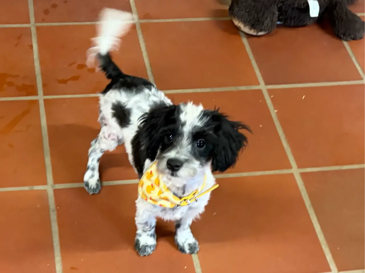 Billede 5 - Den sødeste og frækkeste lille Maltipoo dreng