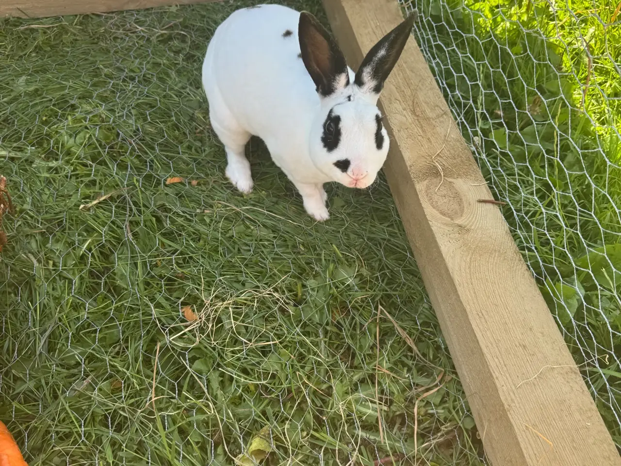 Billede 1 - Mini Rex 