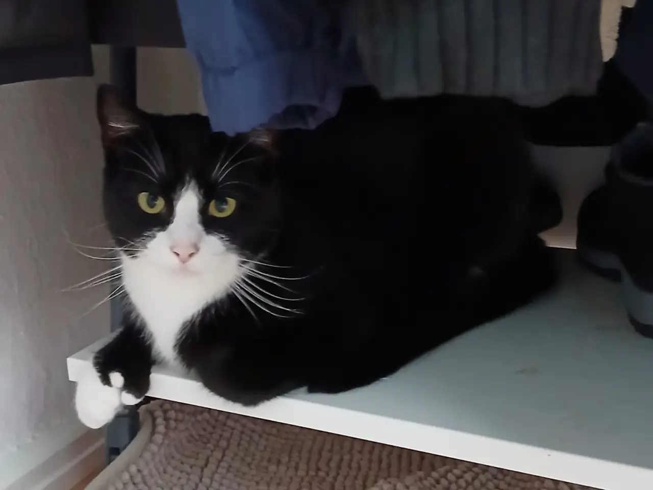 Billede 1 - Kærlig kat søger nyt hjem