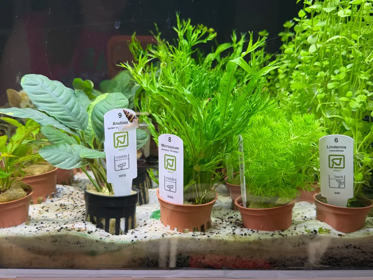 Billede 8 - Super flotte akvarieplanter fra 10kr.