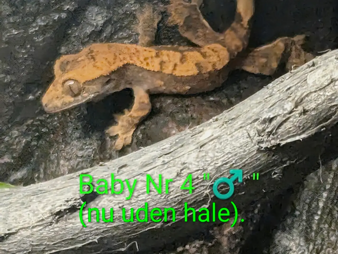 Billede 11 - 3 Kronegekko babyer sælges