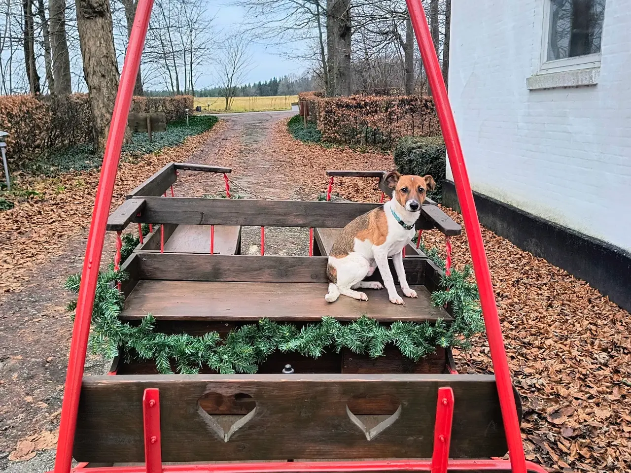 Billede 11 - Dansk svensk gårdhund