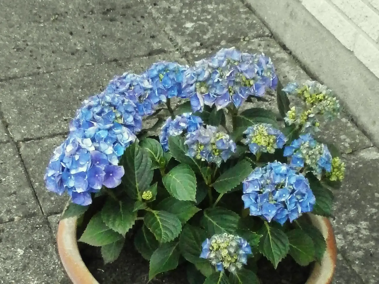 Billede 4 - Ny, Stor Blå Hortensia med Stor, Ny Krukke