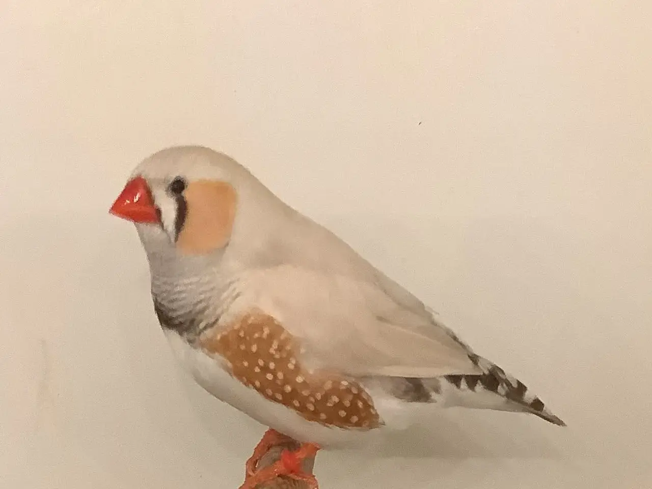 Billede 3 - XL Zebrafinker
