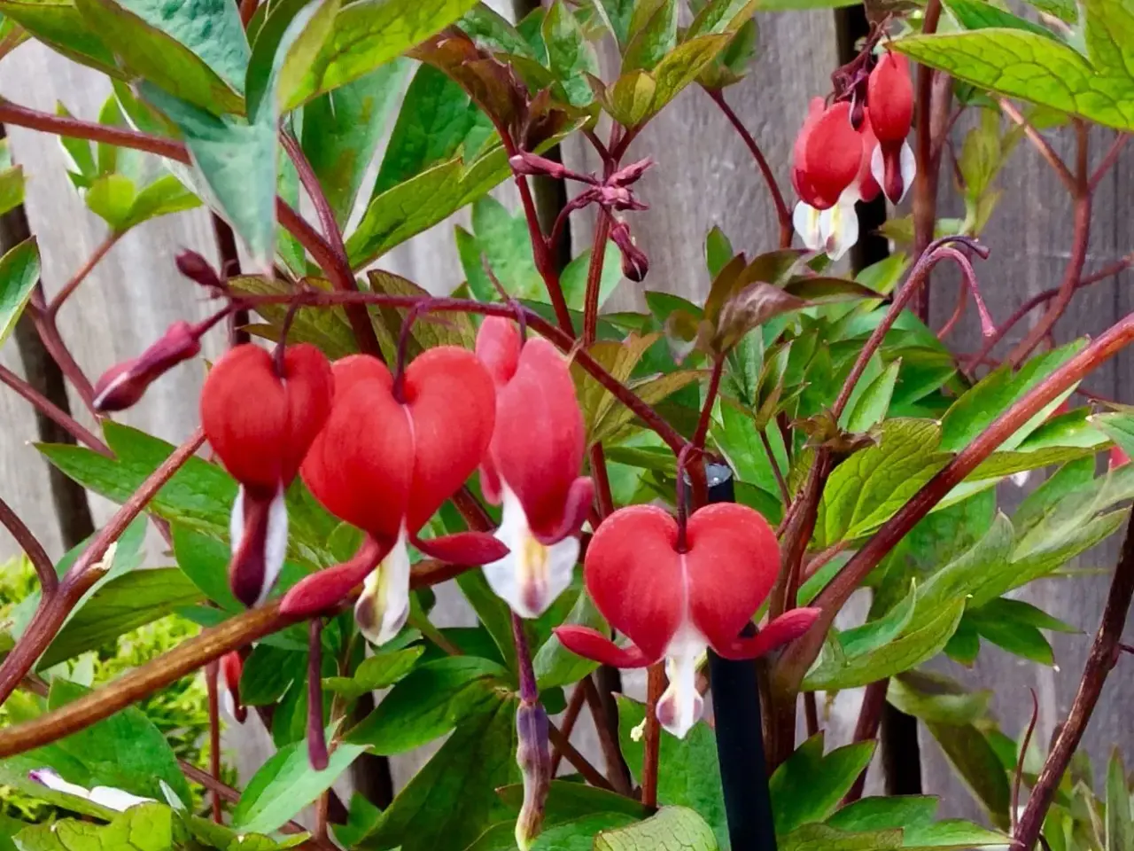 Billede 1 - Hjerteblomst Staude.