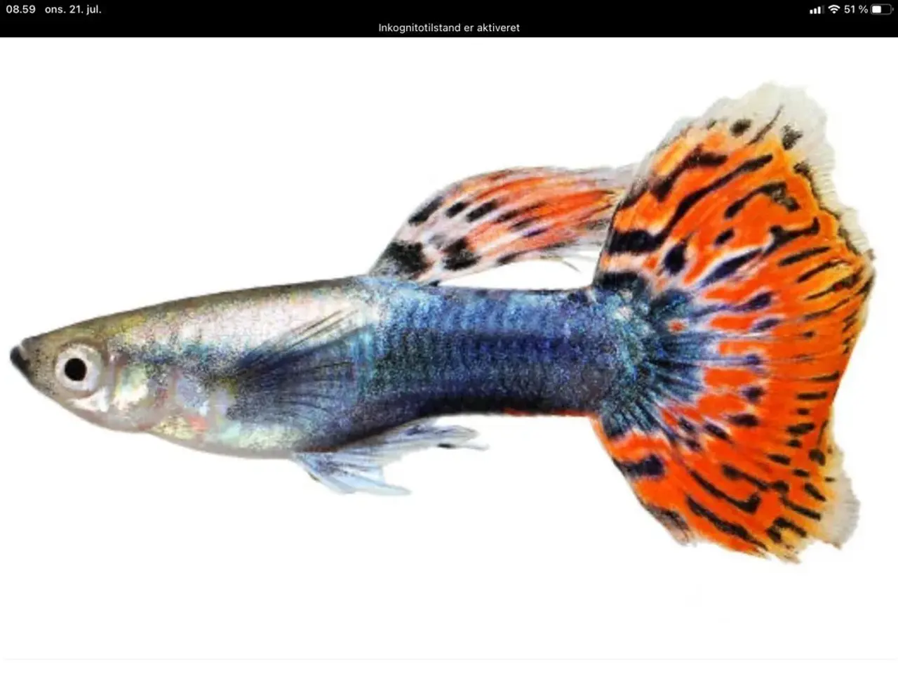 Billede 2 - Guppy mix