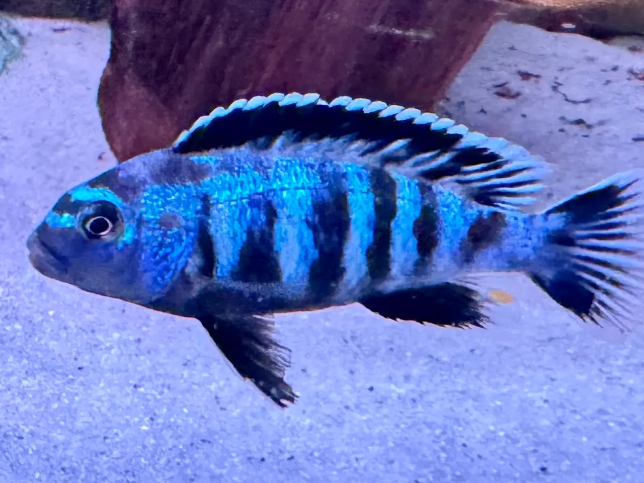 Billede 7 - Har en lille flok f2 super flotte salousi malawi 