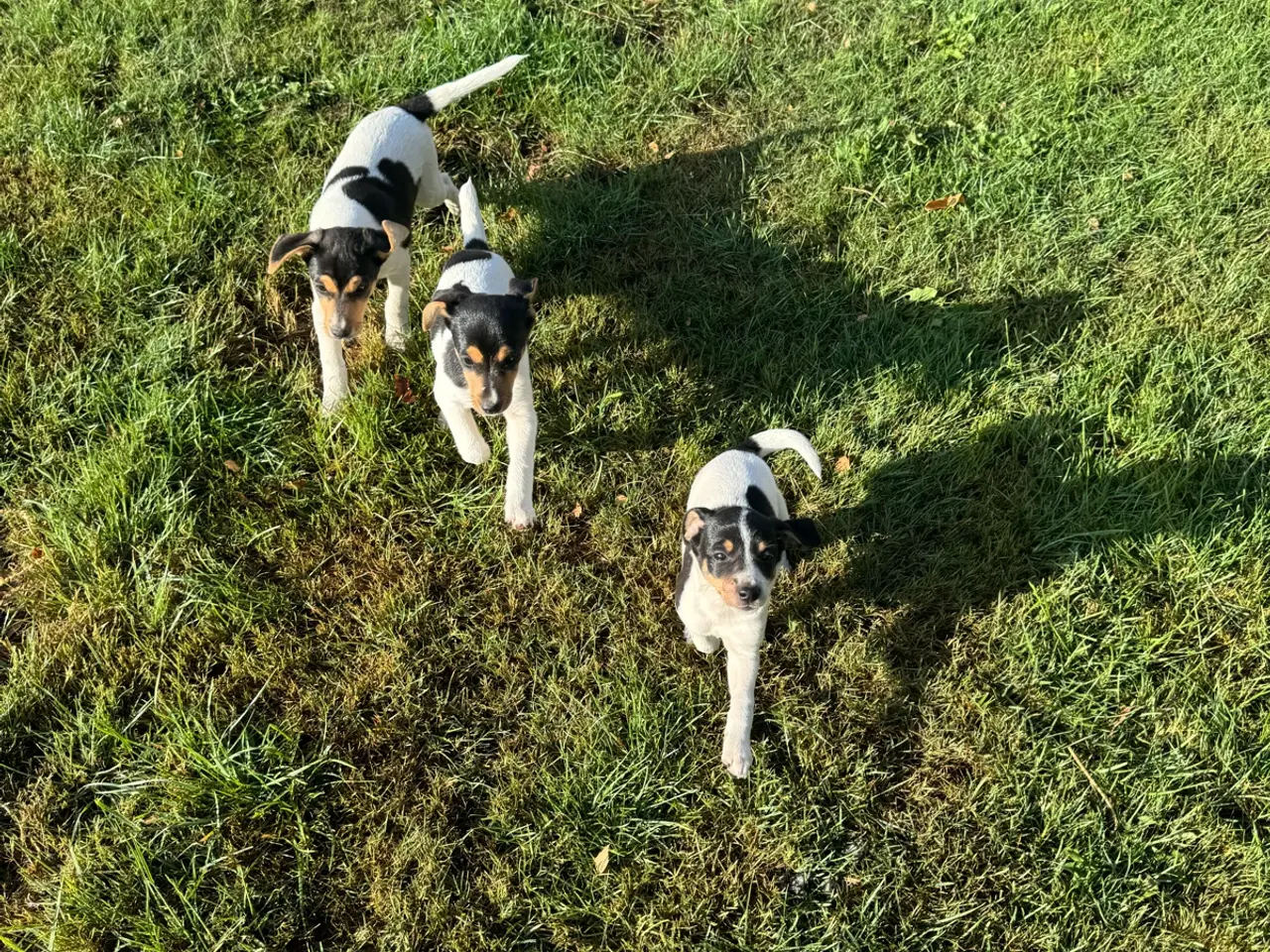 Billede 1 - Dansk/Svensk gårdhunde