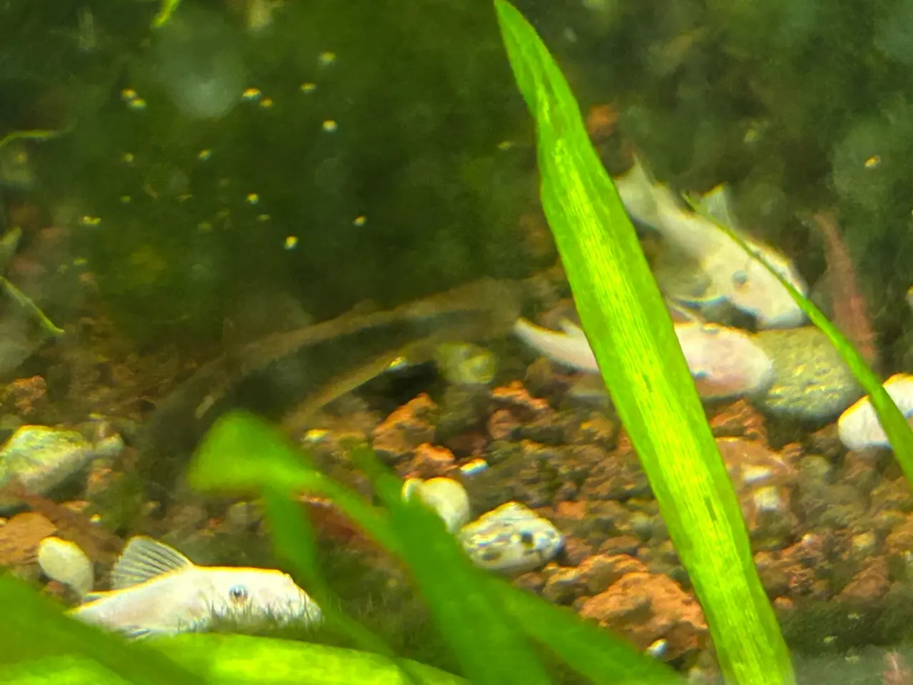 Billede 5 - ❄️🐟 Snow White Ancistrus – flotte hvide maller