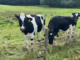 Sortbroget kvie kalve