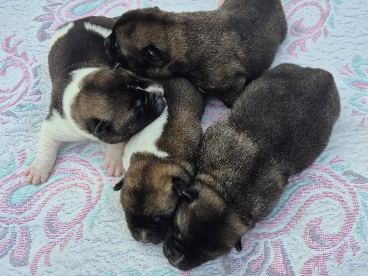 Billede 3 - Hundehvalpe American Akita