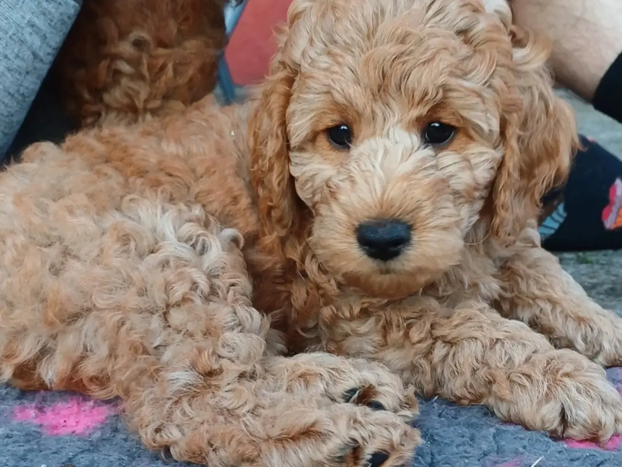 Billede 14 - Cockapoo hvalpe