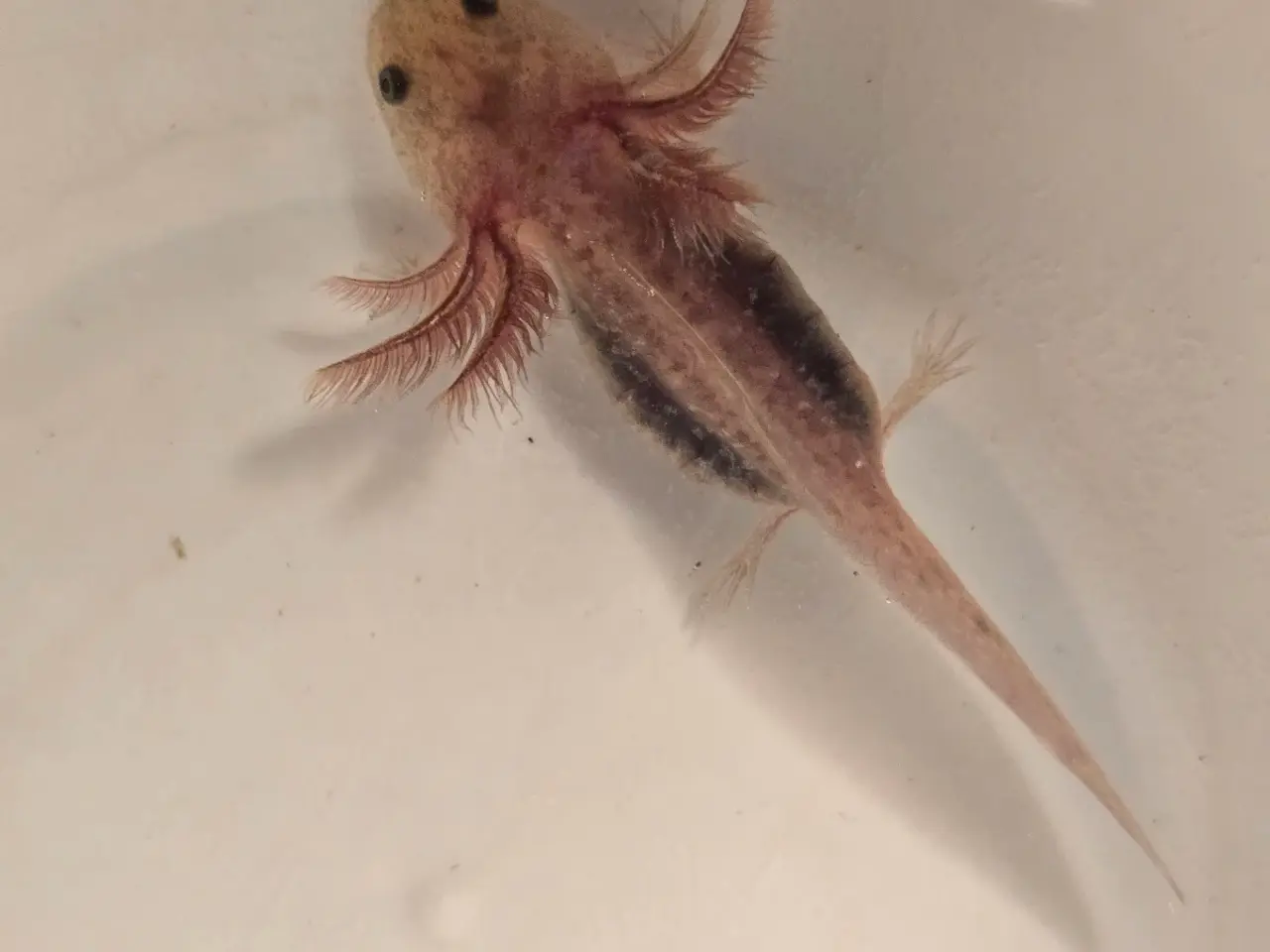 Billede 7 - Axolotl unger fra kendte linjer