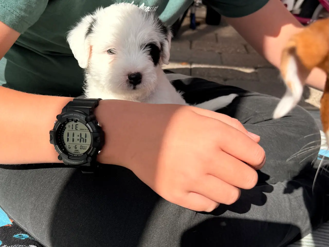 Billede 2 - Dejligt dreng Maltiser + Jack Russel Terrier