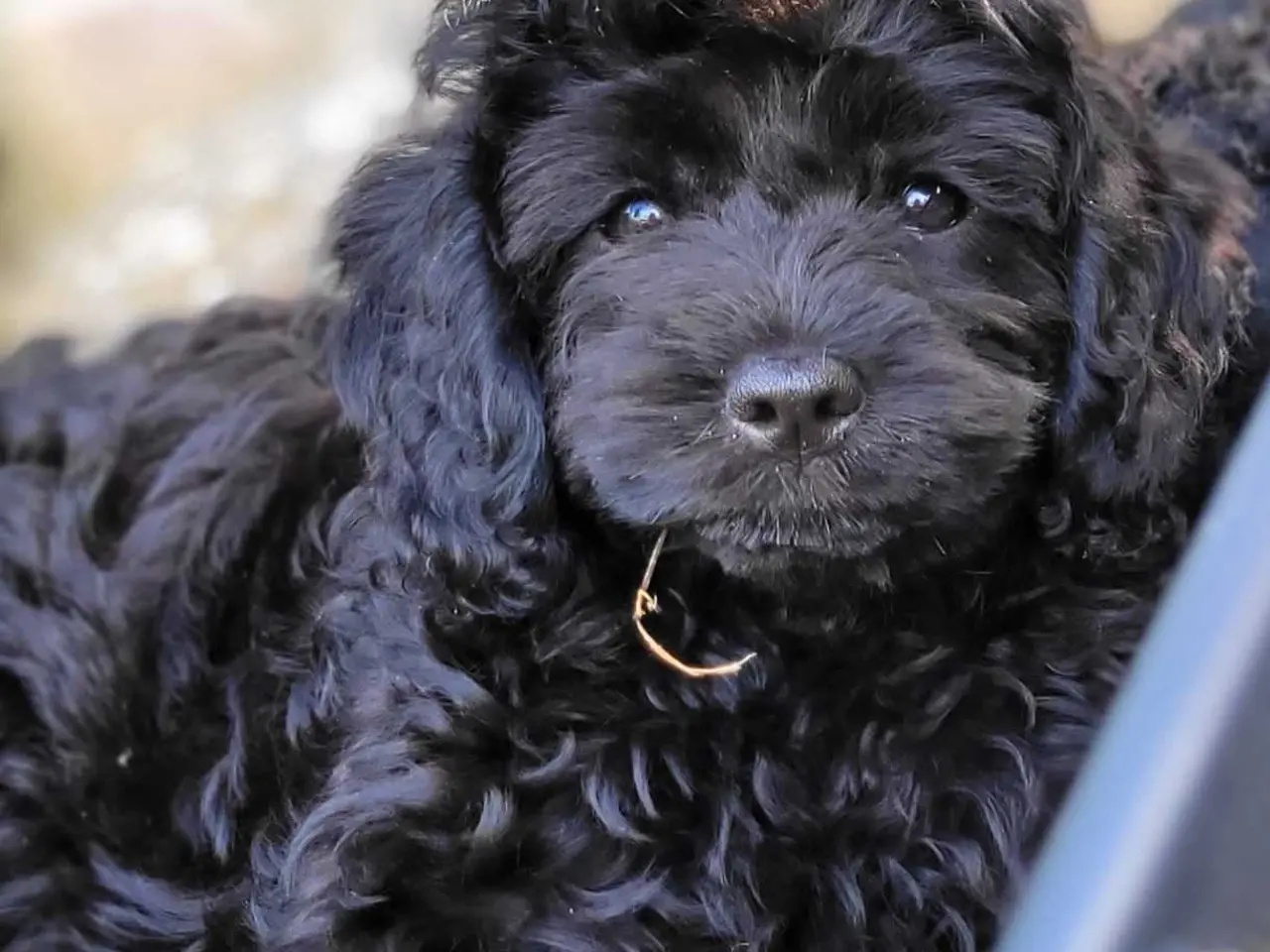 Billede 5 - Skøn Cavapoo pige 
