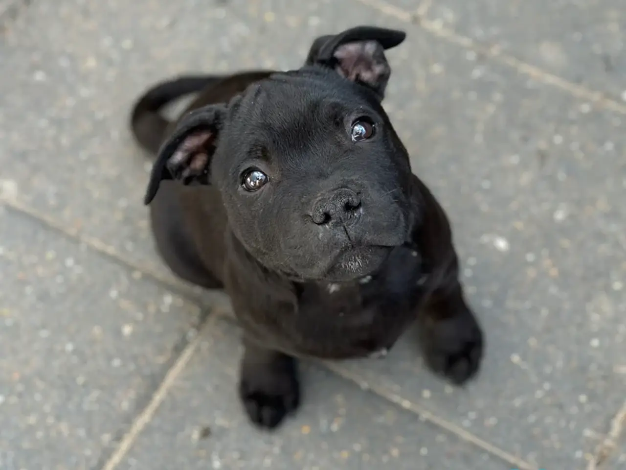 Billede 1 - Fantastiske staffordshire Bull terrier hvalpe🩵