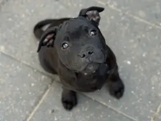 Fantastiske staffordshire Bull terrier hvalpe🩵