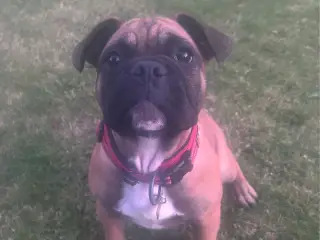 Mops fransk bulldog dreng sælges 