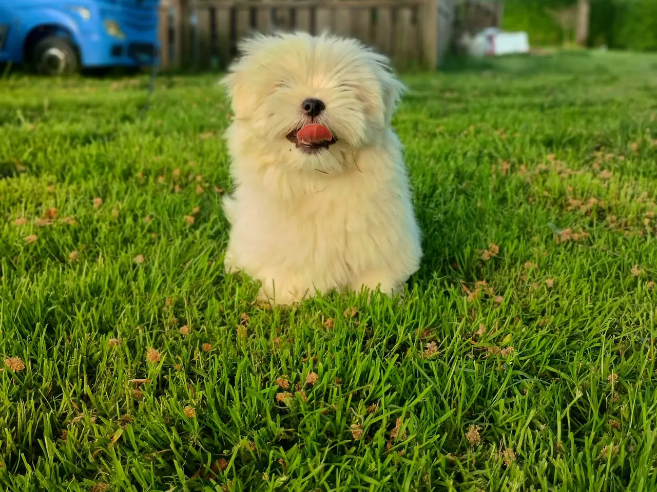 Billede 1 - Klar nu, lhasa apso 