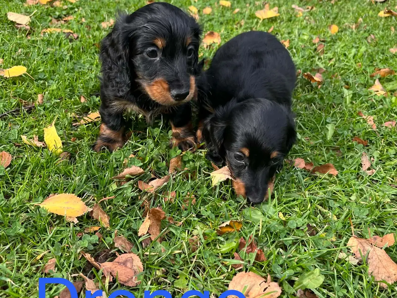 Billede 6 - Langhåret Dværg Gravhunde Black and Tan.