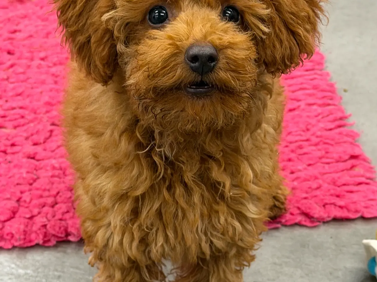 Billede 1 - Maltipoo rejseklar