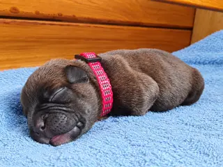 Staffordshire Bull Terrier hvalpe 3 drenge og 2