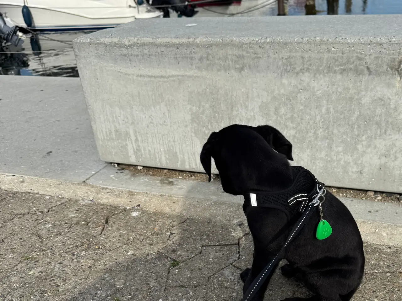 Billede 1 - Labrador blanding 