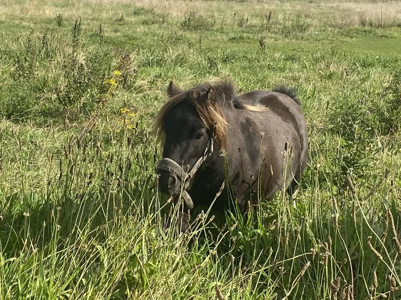 Billede 2 - Skønneste Ifolede Falabella miniature heste