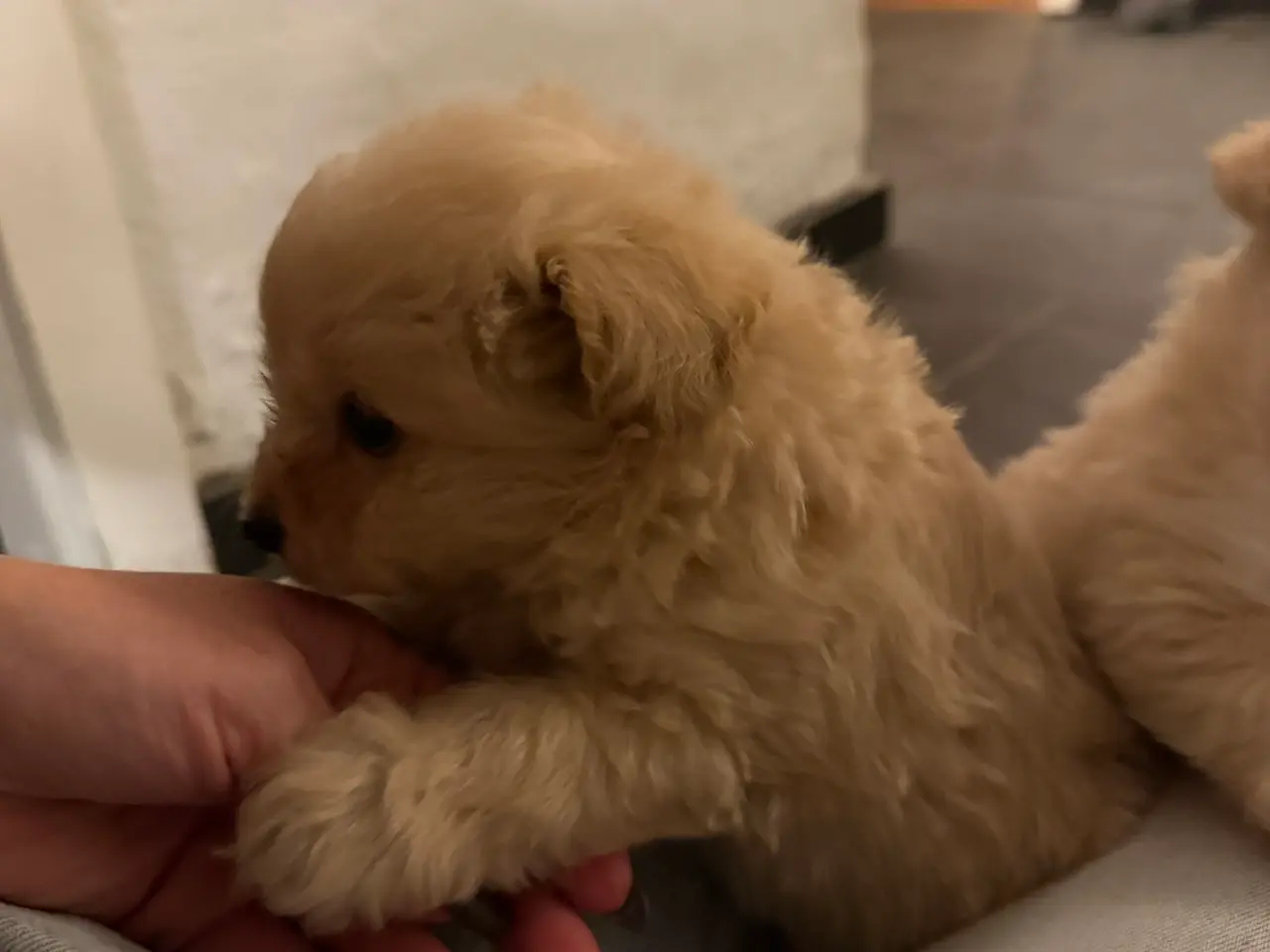 Billede 4 - Pomapoo
