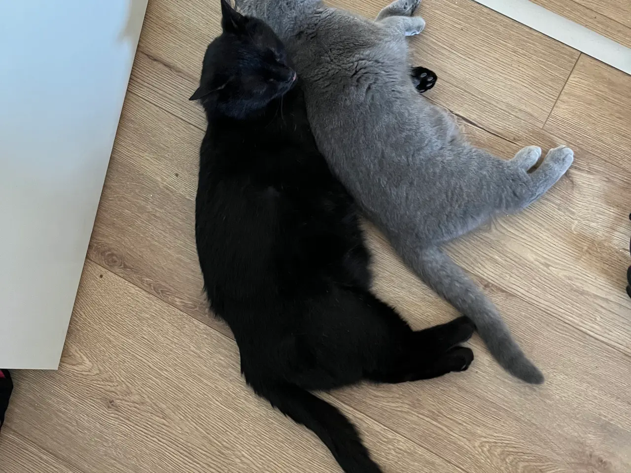 Billede 7 - British shorthair katte sælges