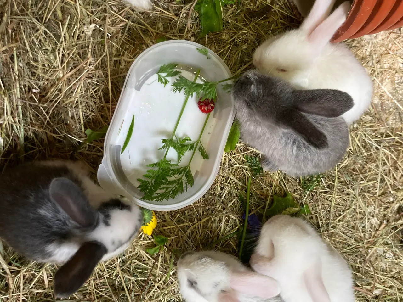 Billede 2 - Sødeste Kaninunger🐰