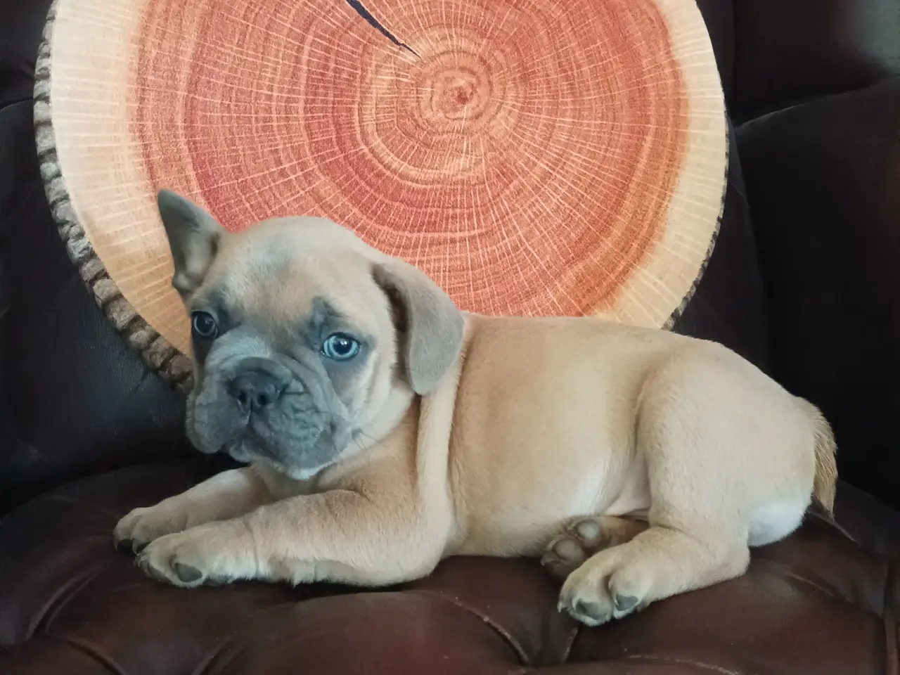 Billede 1 - Hundehvalpe søger nye hjem