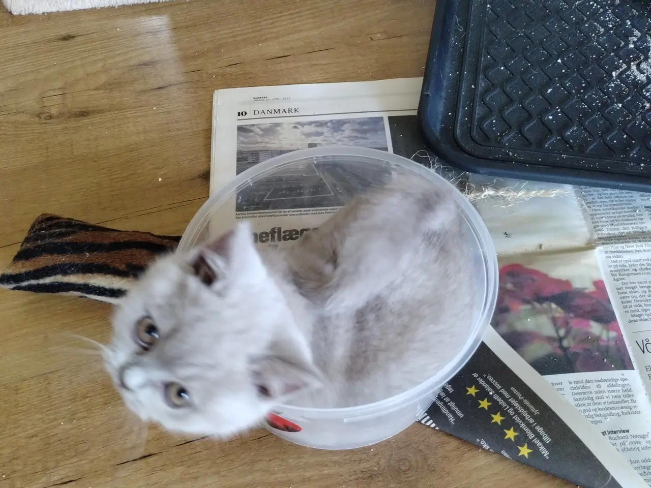 Billede 1 - British shorthair, Dokkedal´s Marilyn Monroe