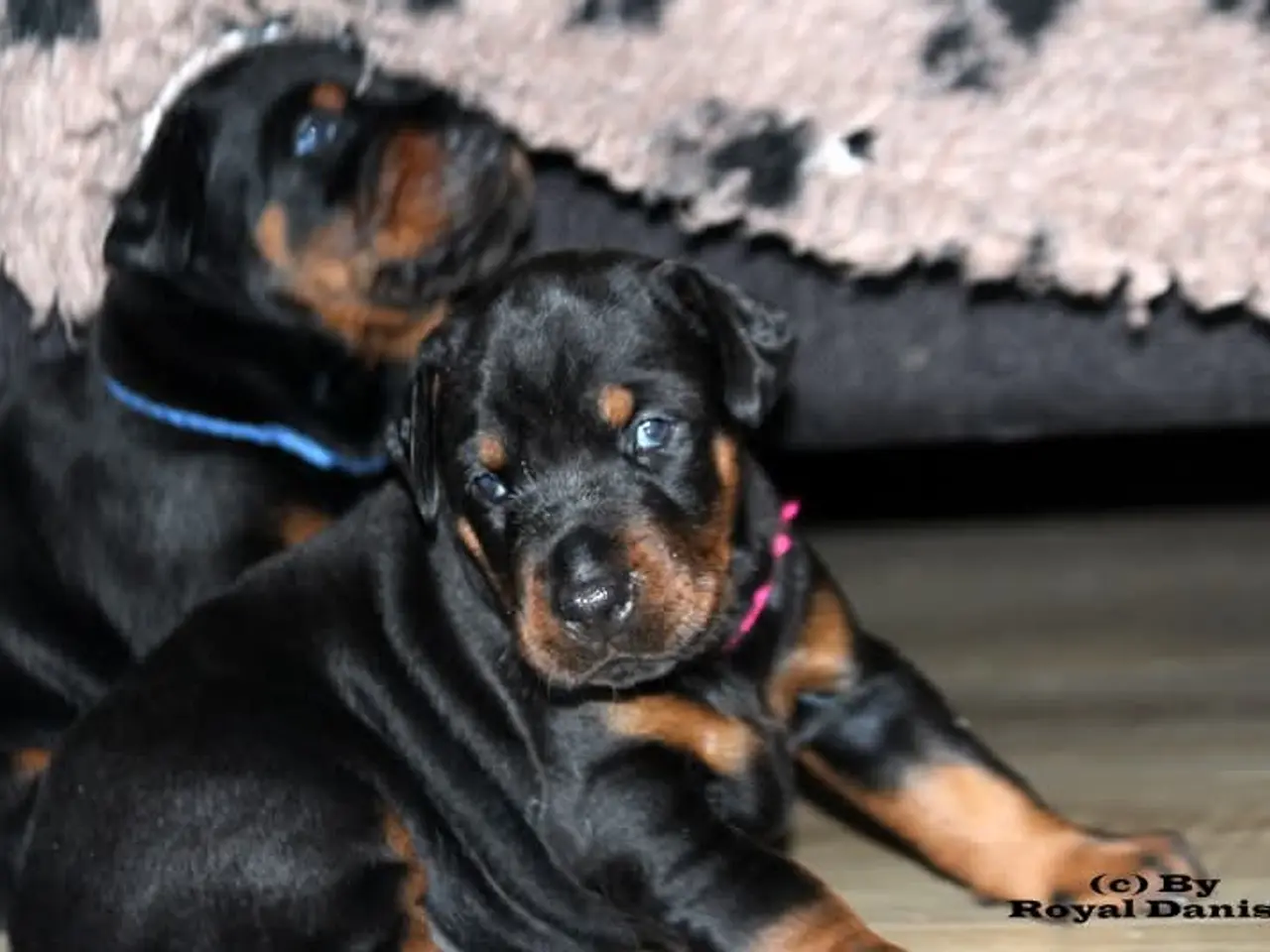 Billede 7 - Dobermann hvalpe top kvalitet 