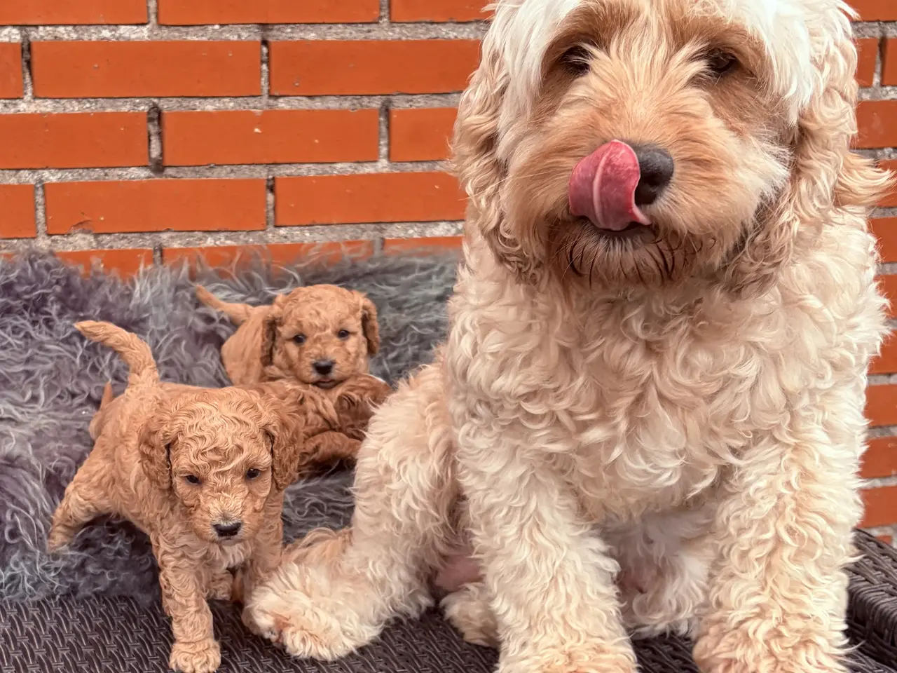 Billede 11 - 3 smukke Cavapoo drenge