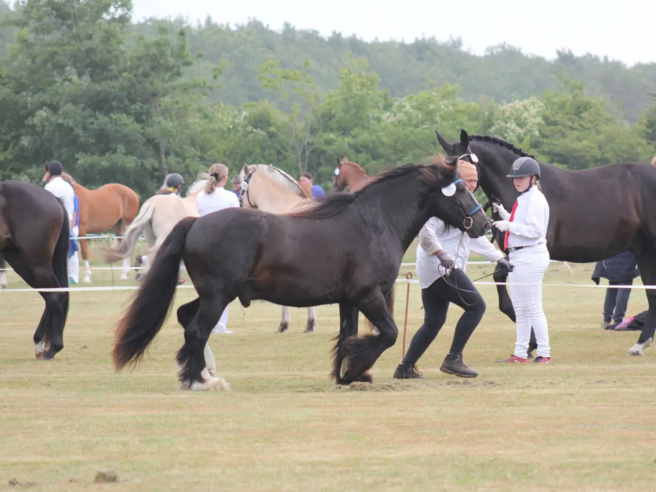 Billede 5 - Tinker/Irish cob vallak