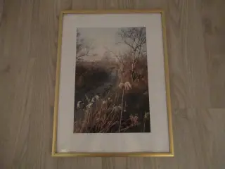 Billede fra Lille Vildmose