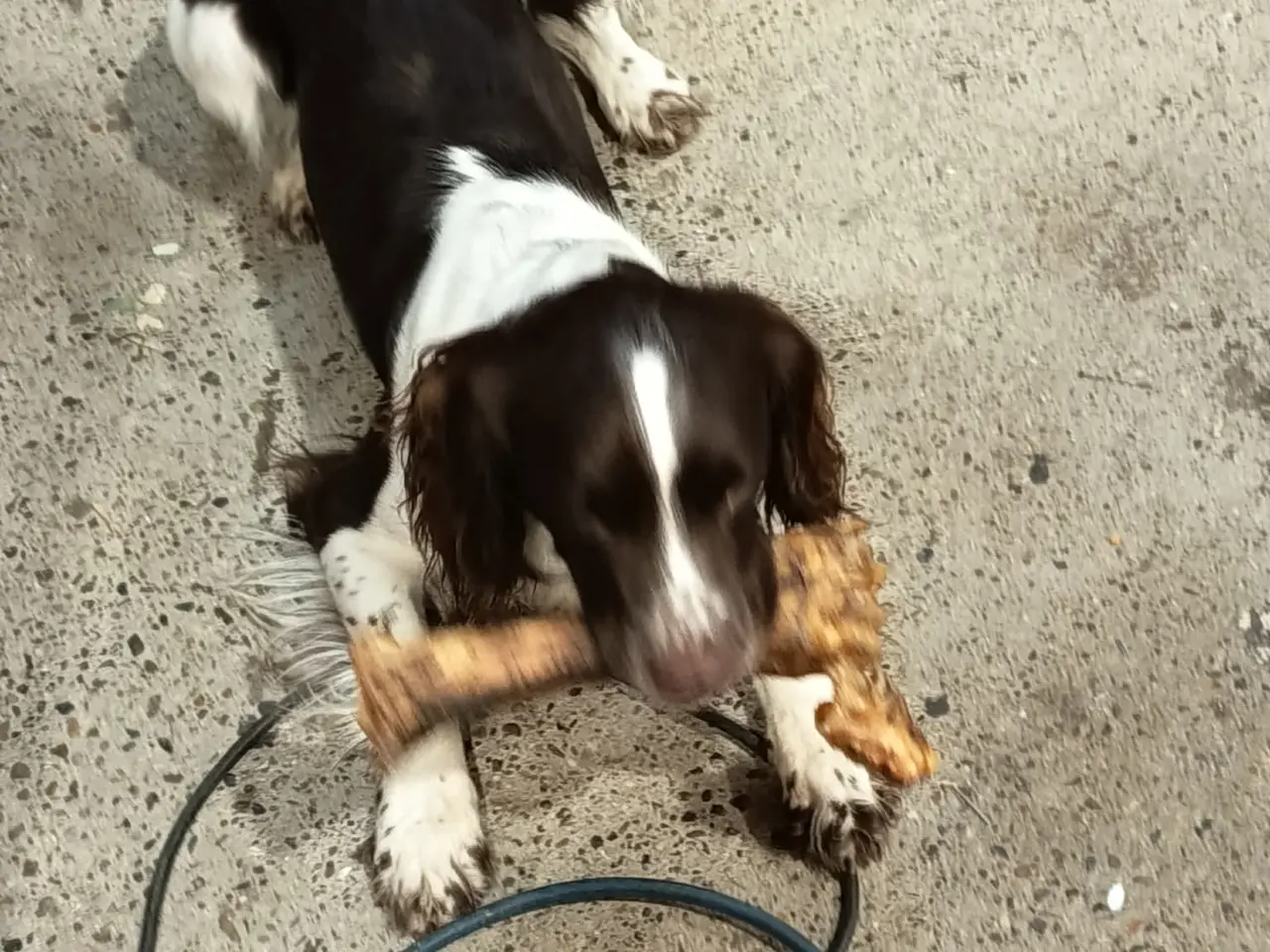 Billede 5 - Ft springer spaniel