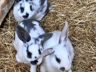 Kaninunger