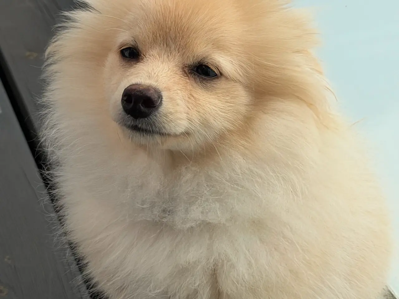 Billede 5 - Hund 6 måneder gammel
