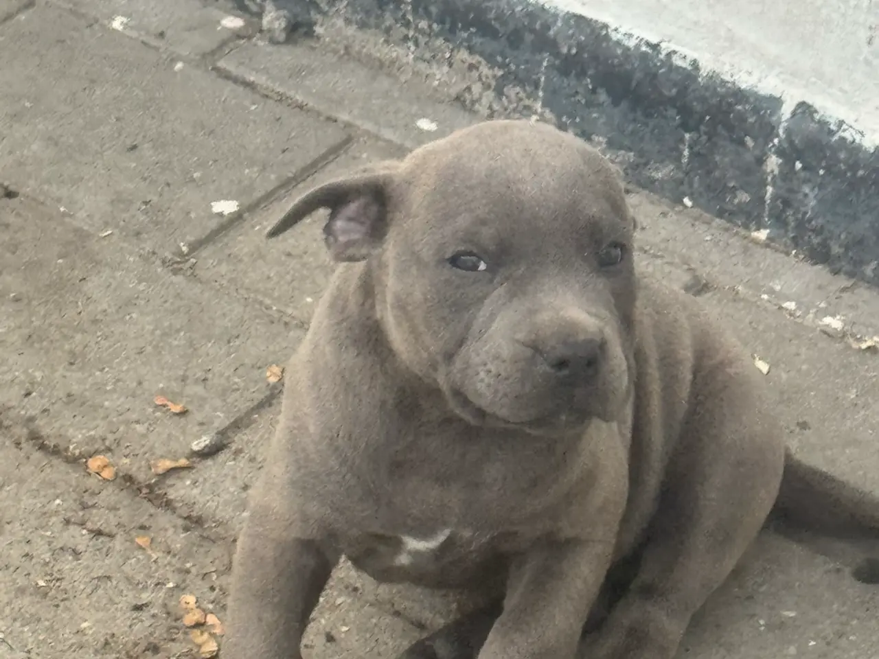 Billede 9 - 3/4 Staffordshire - 1/4 Old English Bulldog