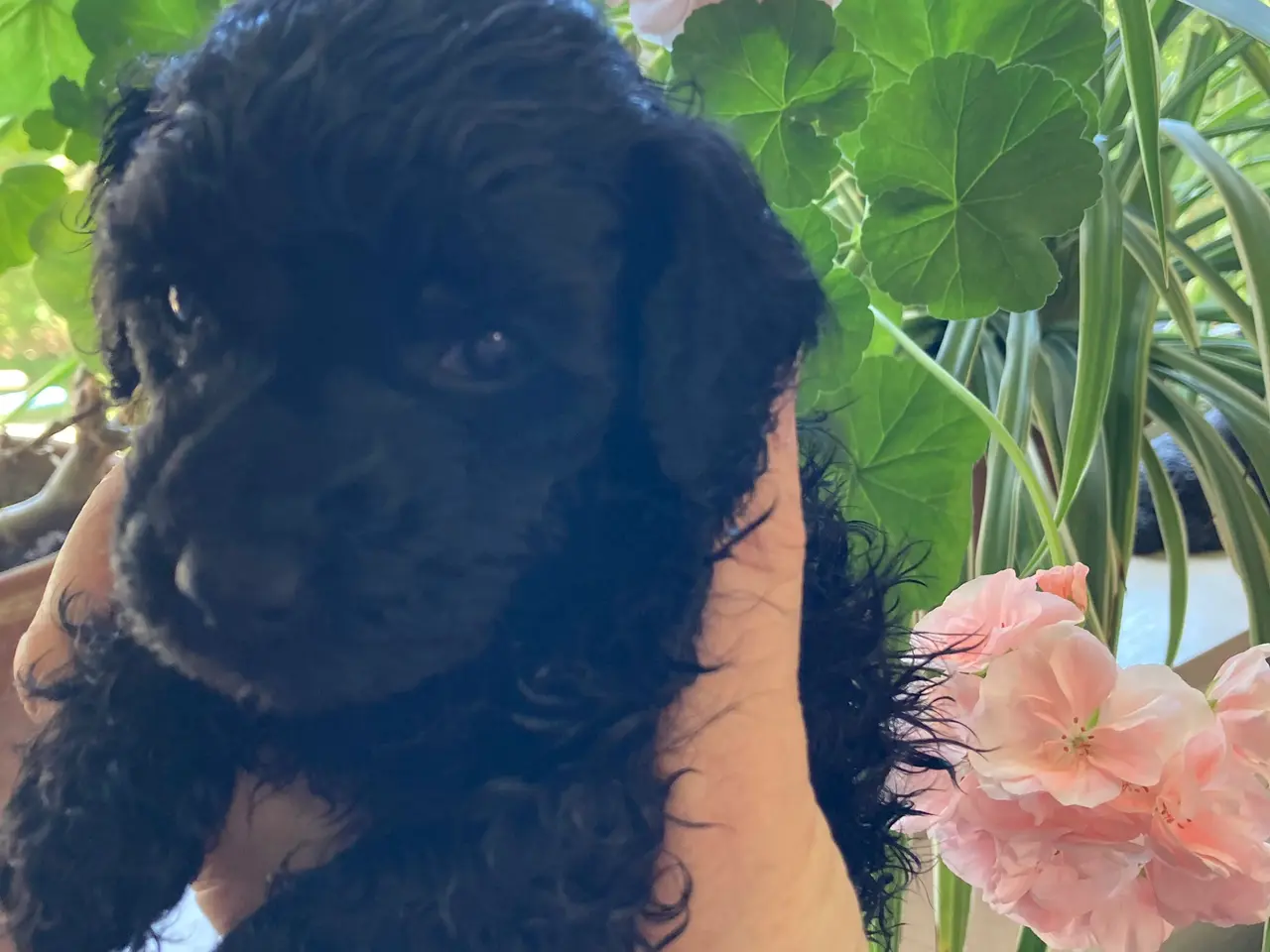 Billede 4 - Dværg puddel 💝