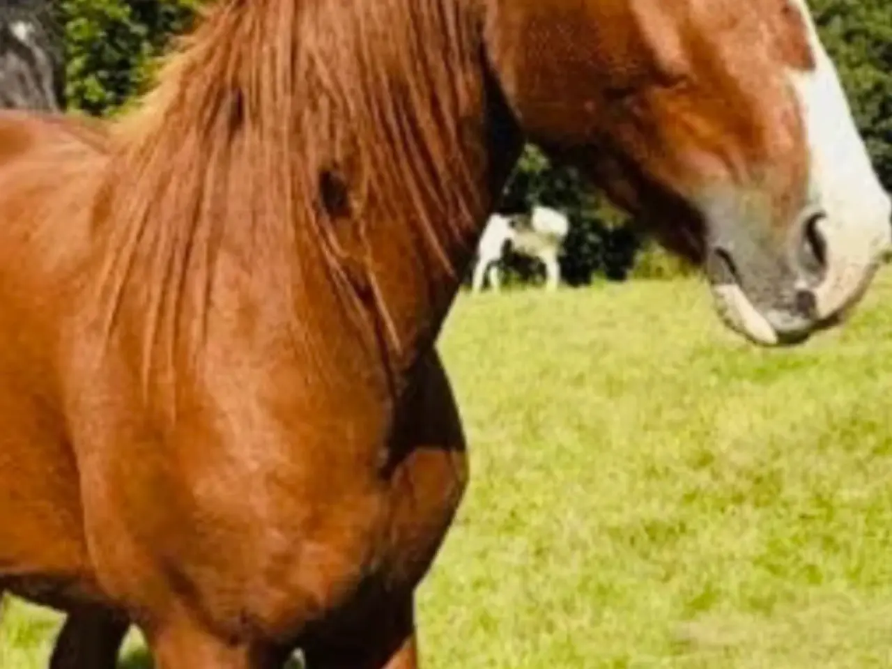 Billede 1 - Lækker hingst 