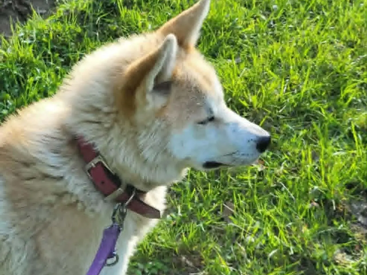 Billede 5 - Taka  Akita
