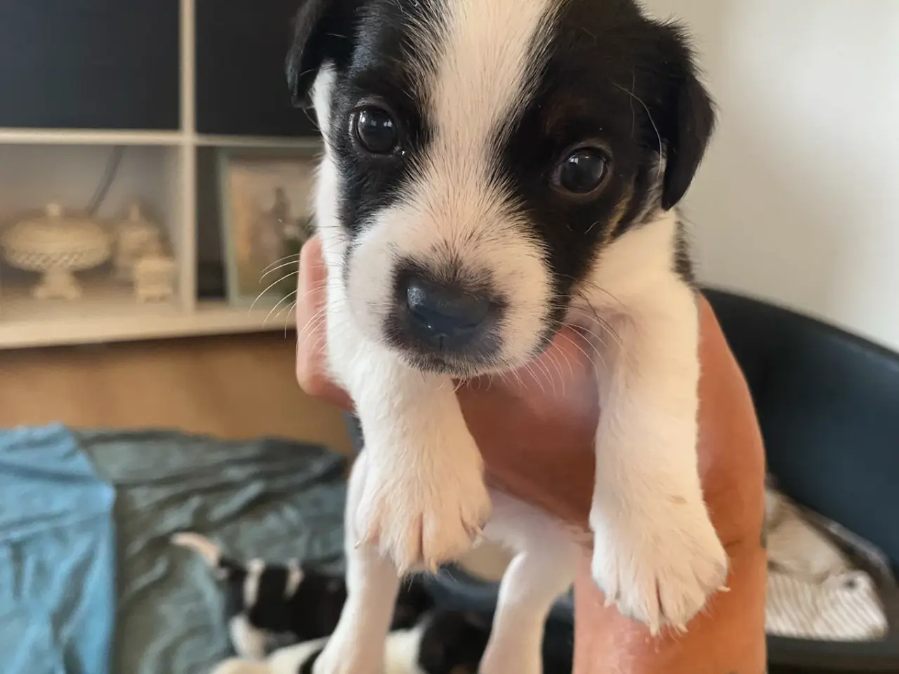 Billede 2 - Jack russel terrier